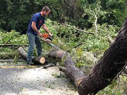 Professional  Tree Services in Russell, KY