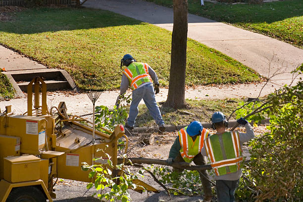 Best Weed Control Services  in Russell, KY